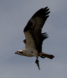 Tomales Bay Wildlife